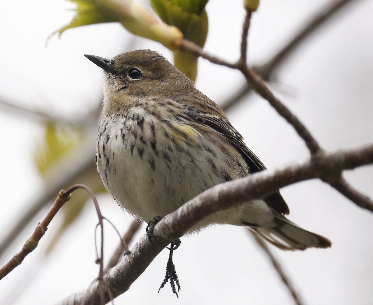 Kronenwaldsänger (coronata) - ML658707736