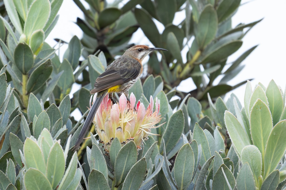 Gurney's Sugarbird - ML658708038
