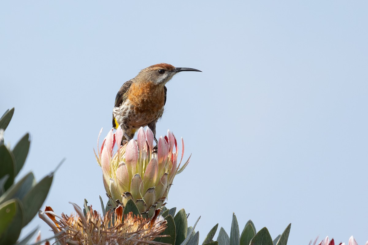 Gurney's Sugarbird - ML658708039