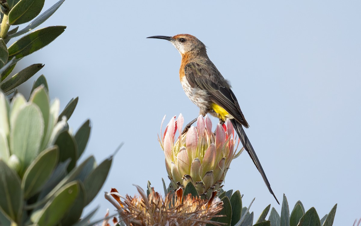 Gurney's Sugarbird - ML658708040
