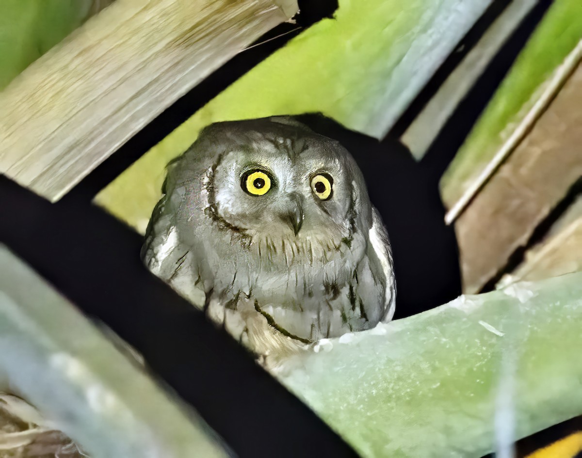Pallid Scops-Owl - ML658708329