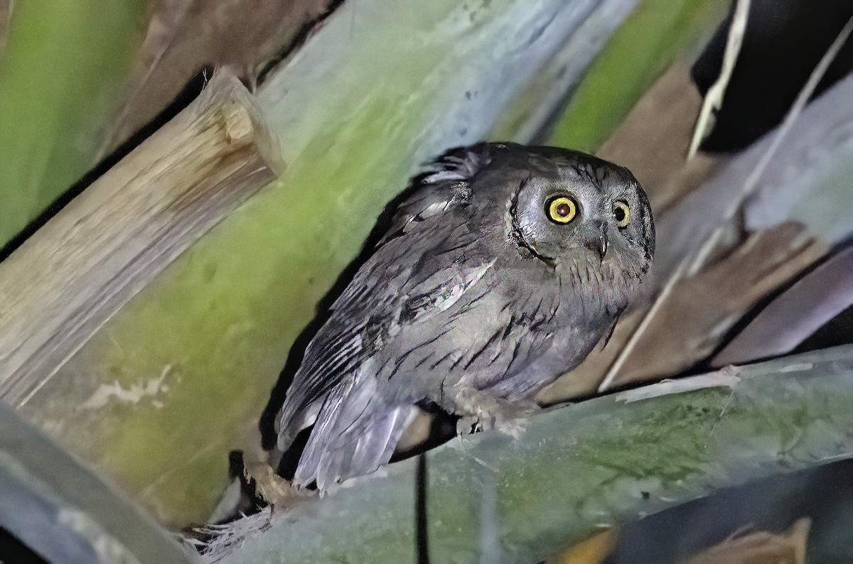 Pallid Scops-Owl - ML658708332