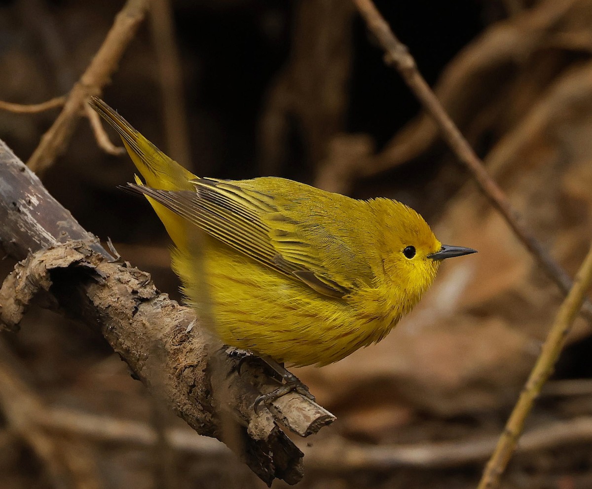 Goldwaldsänger - ML658708983