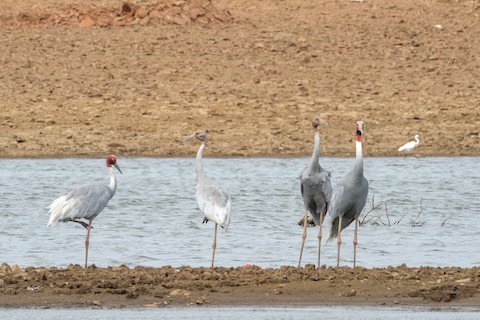Sarus Crane media preview from Macaulay Library