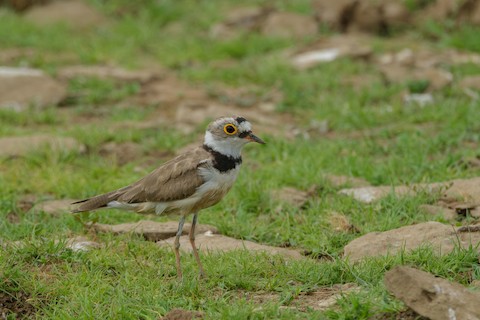 Little Ringed Plover media preview from Macaulay Library