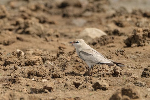 Small Pratincole media preview from Macaulay Library
