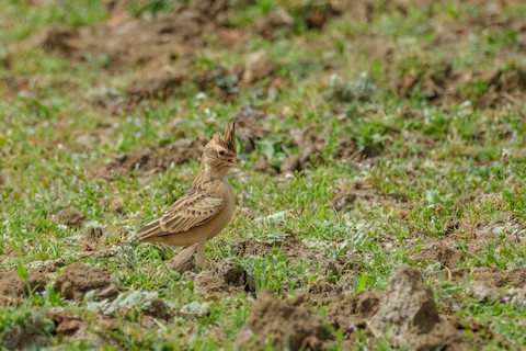 Tawny Lark media preview from Macaulay Library