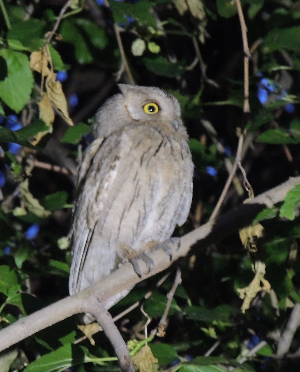 Pallid Scops-Owl - ML658709169