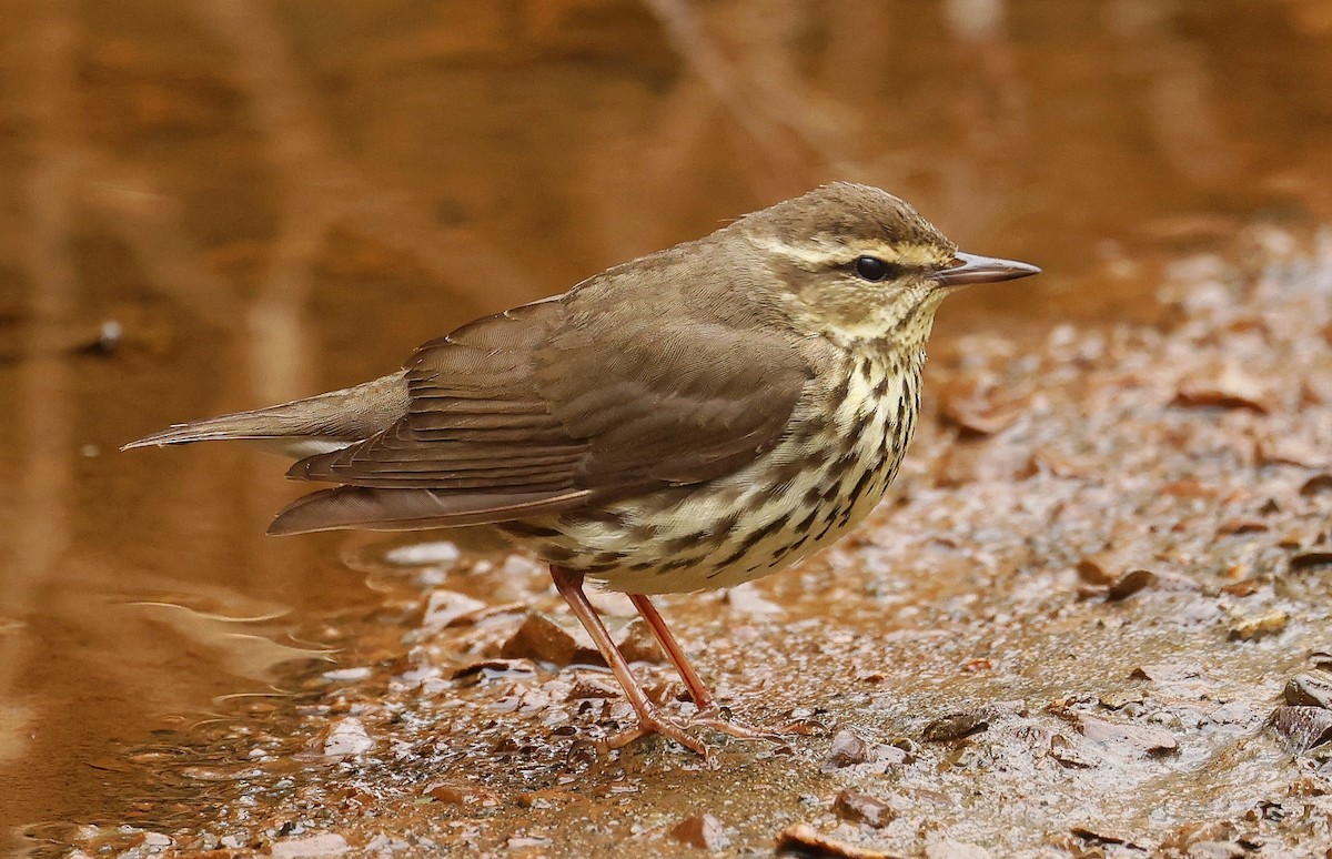 Drosselwaldsänger - ML658709186