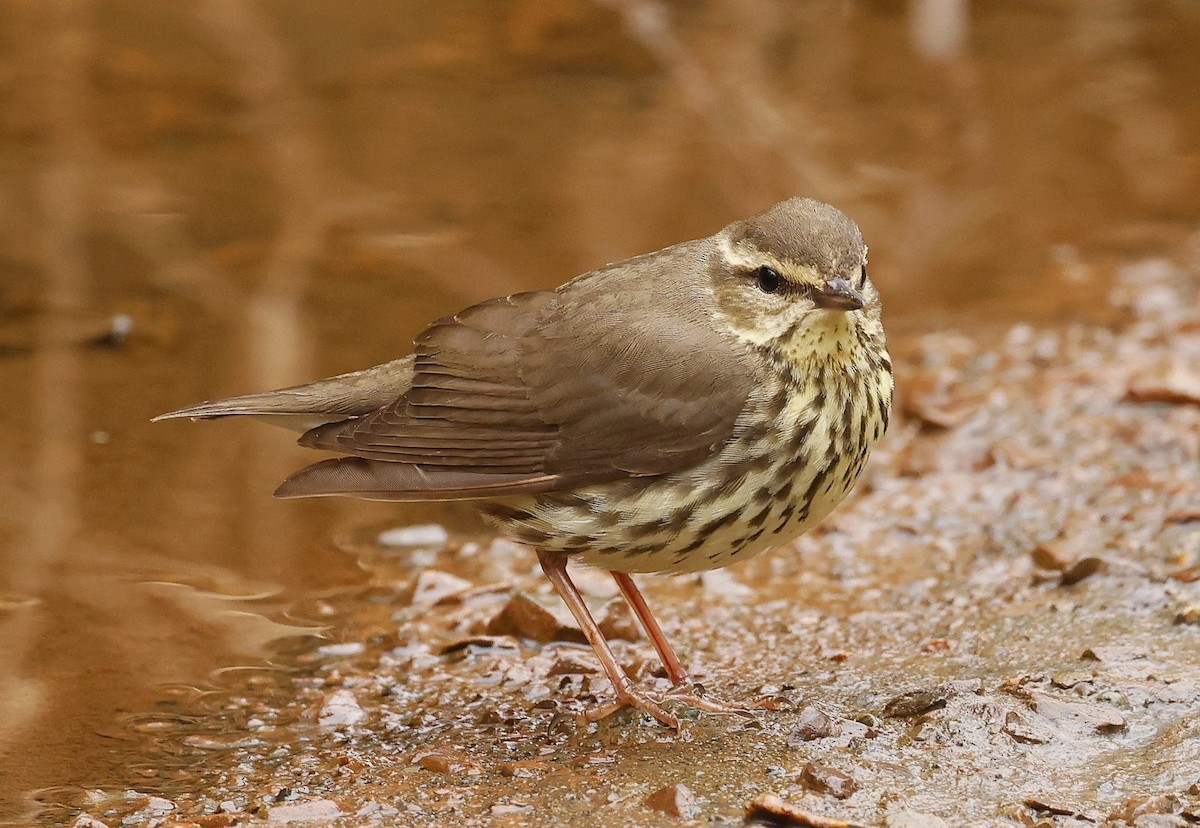 Drosselwaldsänger - ML658709245