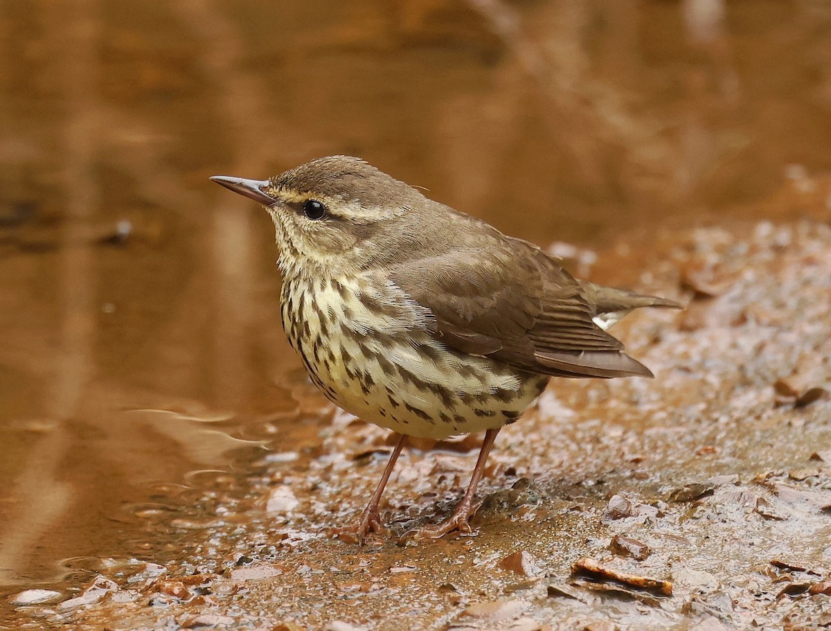 Drosselwaldsänger - ML658709387
