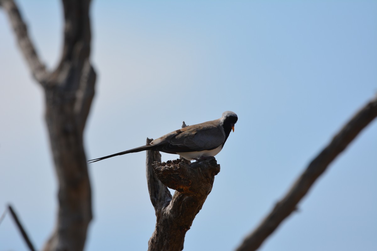 Namaqua Dove - ML658709510