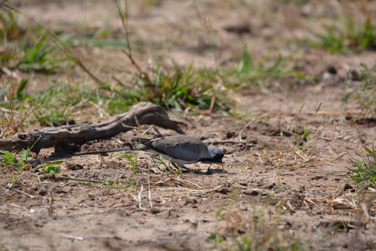 Namaqua Dove - ML658709512