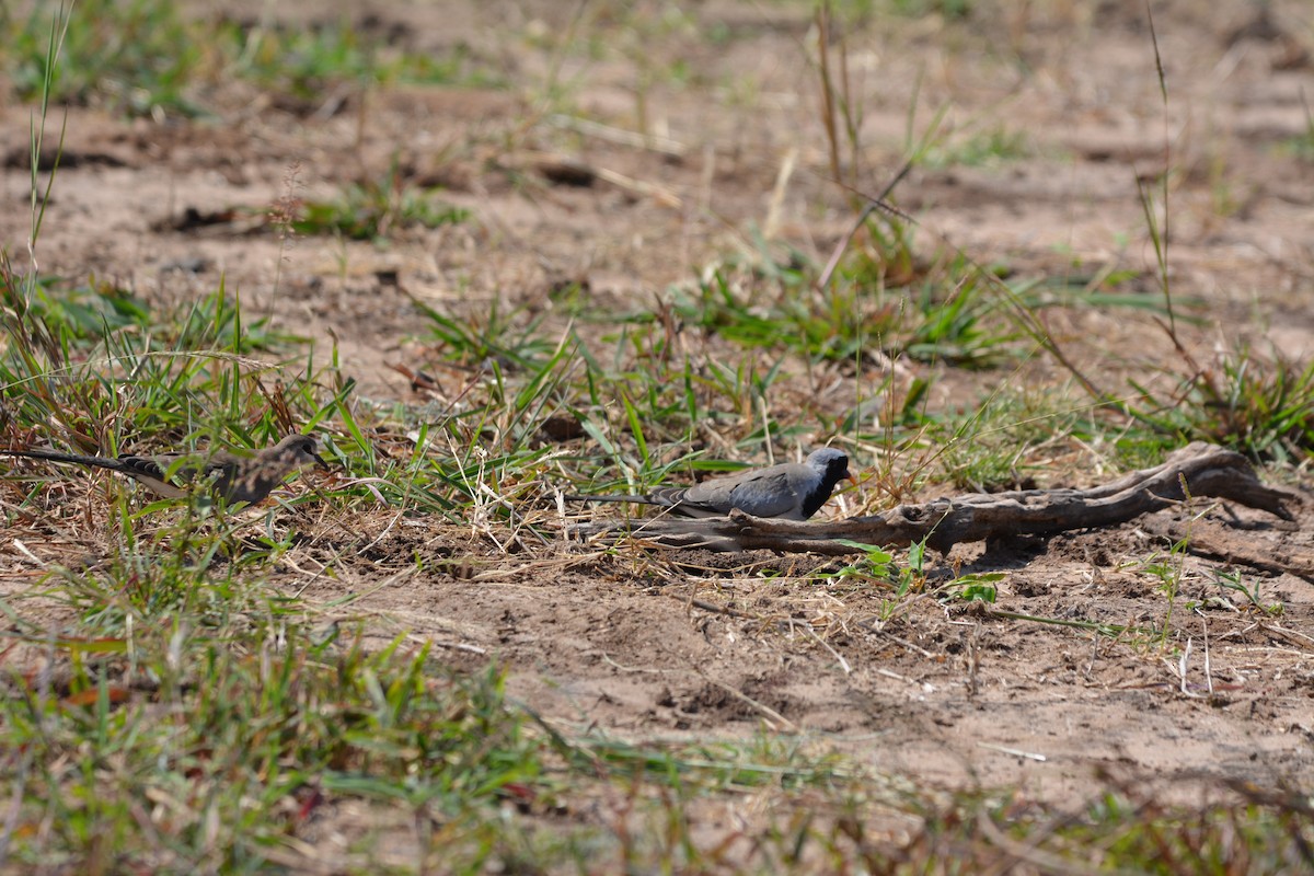 Namaqua Dove - ML658709523