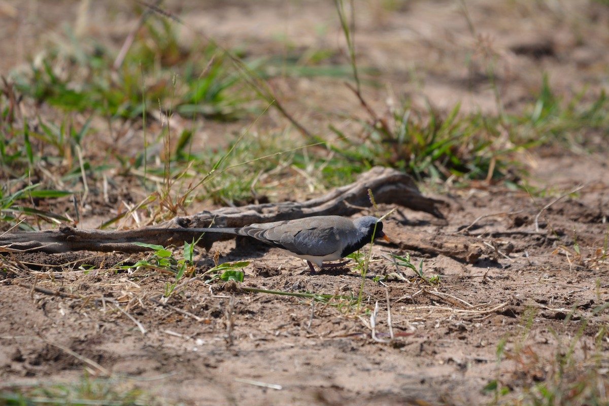 Namaqua Dove - ML658709525