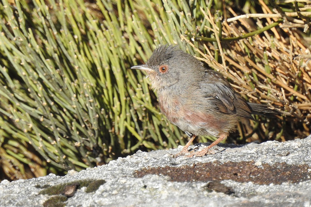 Dartford Warbler - Rui Jorge