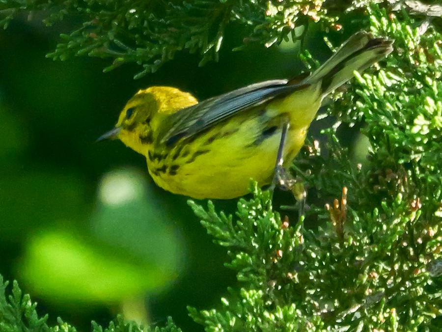 Prairie Warbler - Roger Horn