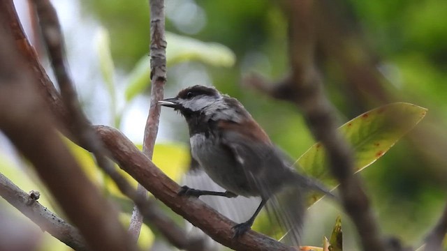 Chestnut-backed Chickadee - ML658711588