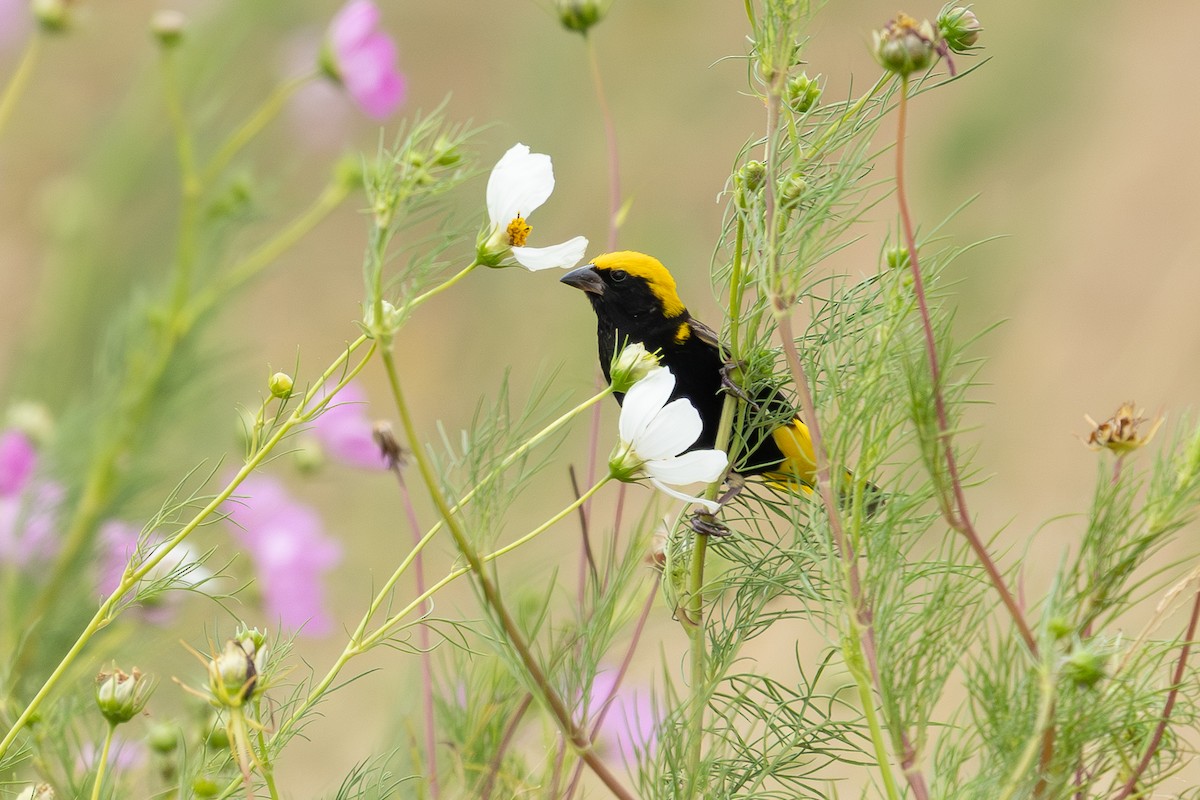 Yellow-crowned Bishop - ML658712456