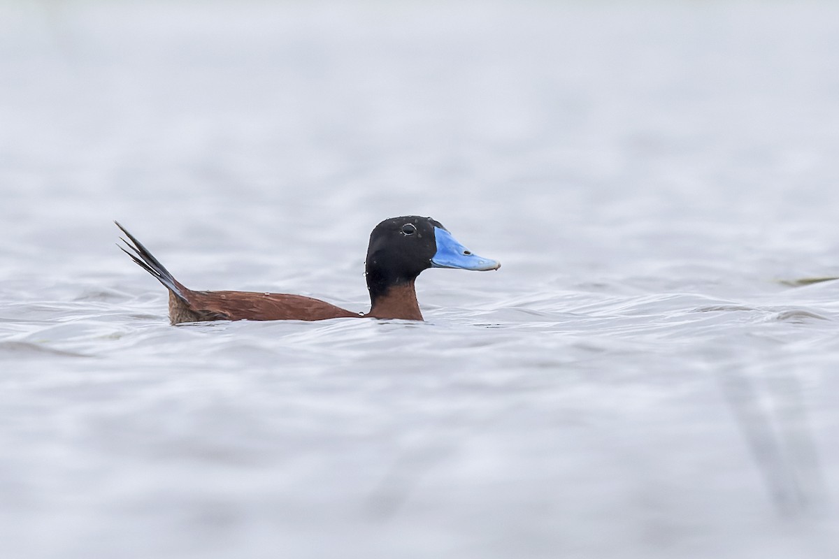 Maccoa Duck - ML658713967