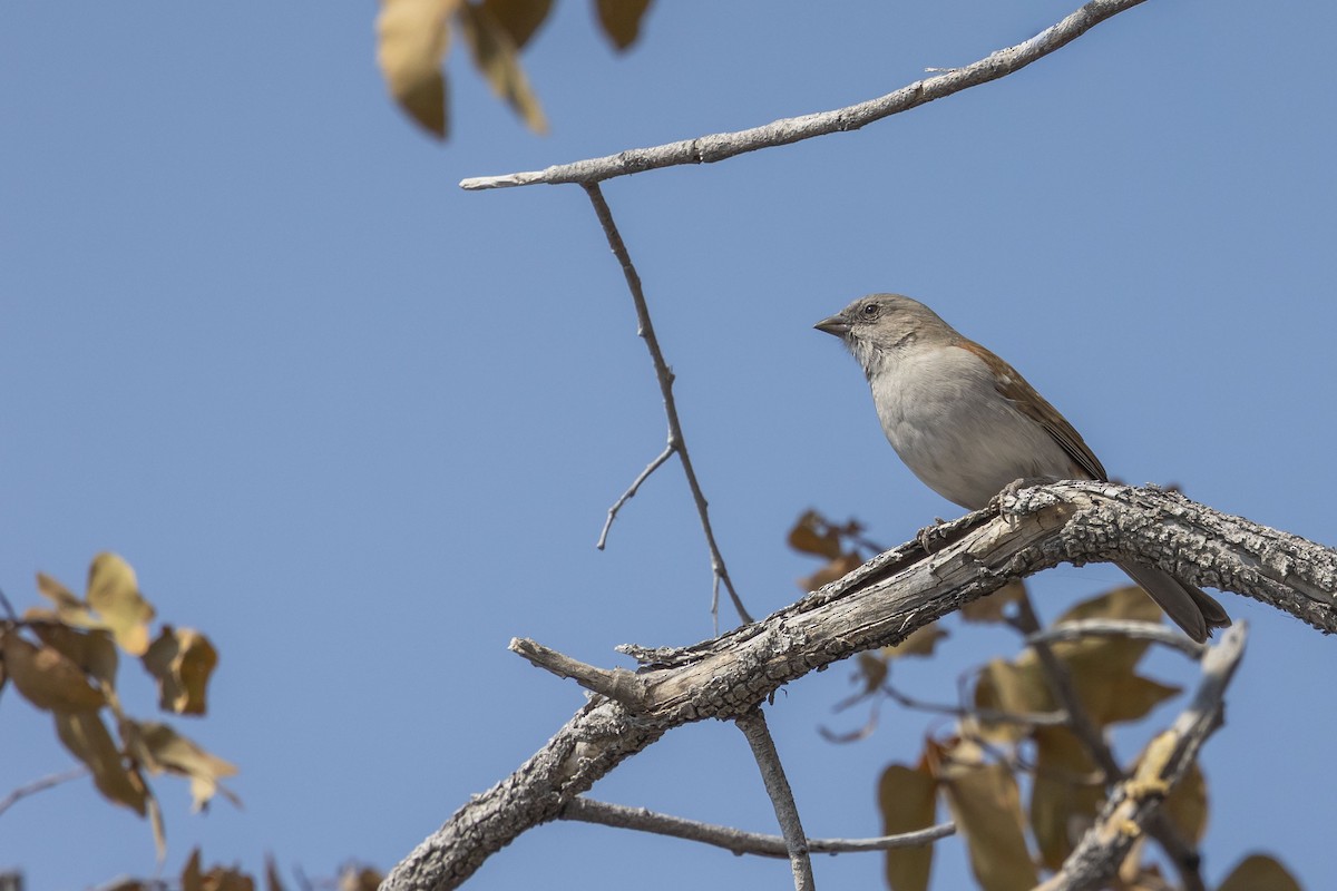 Moineau sud-africain - ML658715525
