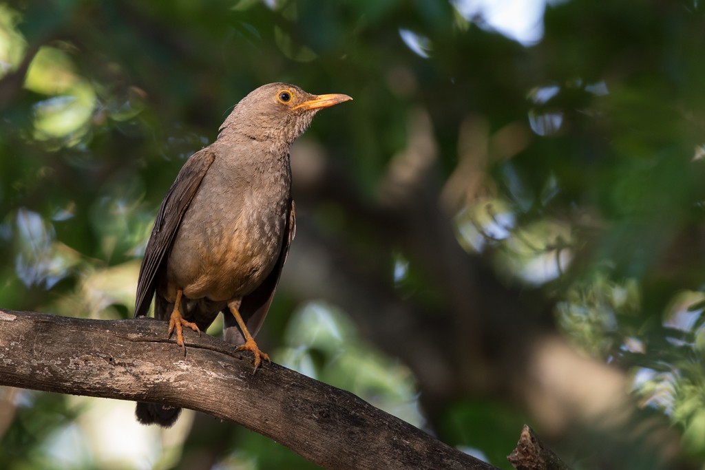 Karoo Thrush - ML658715692