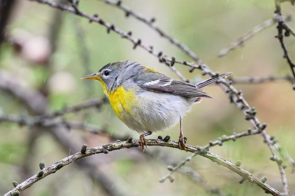 Meisenwaldsänger - ML658716425