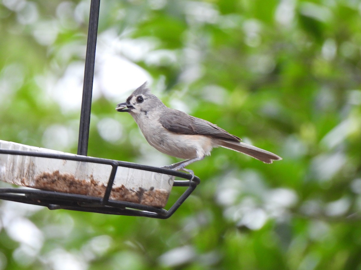 eBird Checklist - 30 May 2026 - My Backyard - 14 species