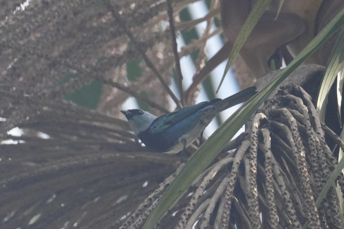 Masked Tanager - Stilpnia nigrocincta - Media Search - Macaulay Library ...