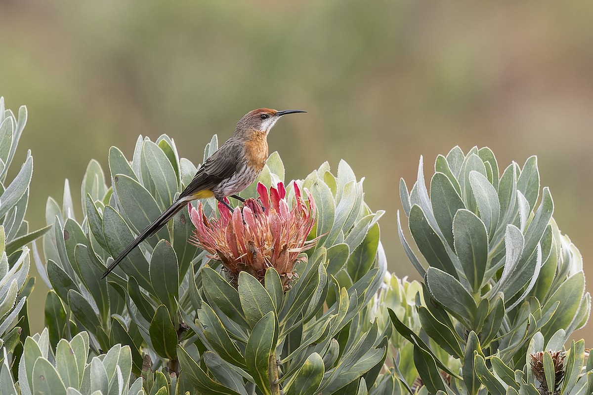 Gurney's Sugarbird - ML658718219