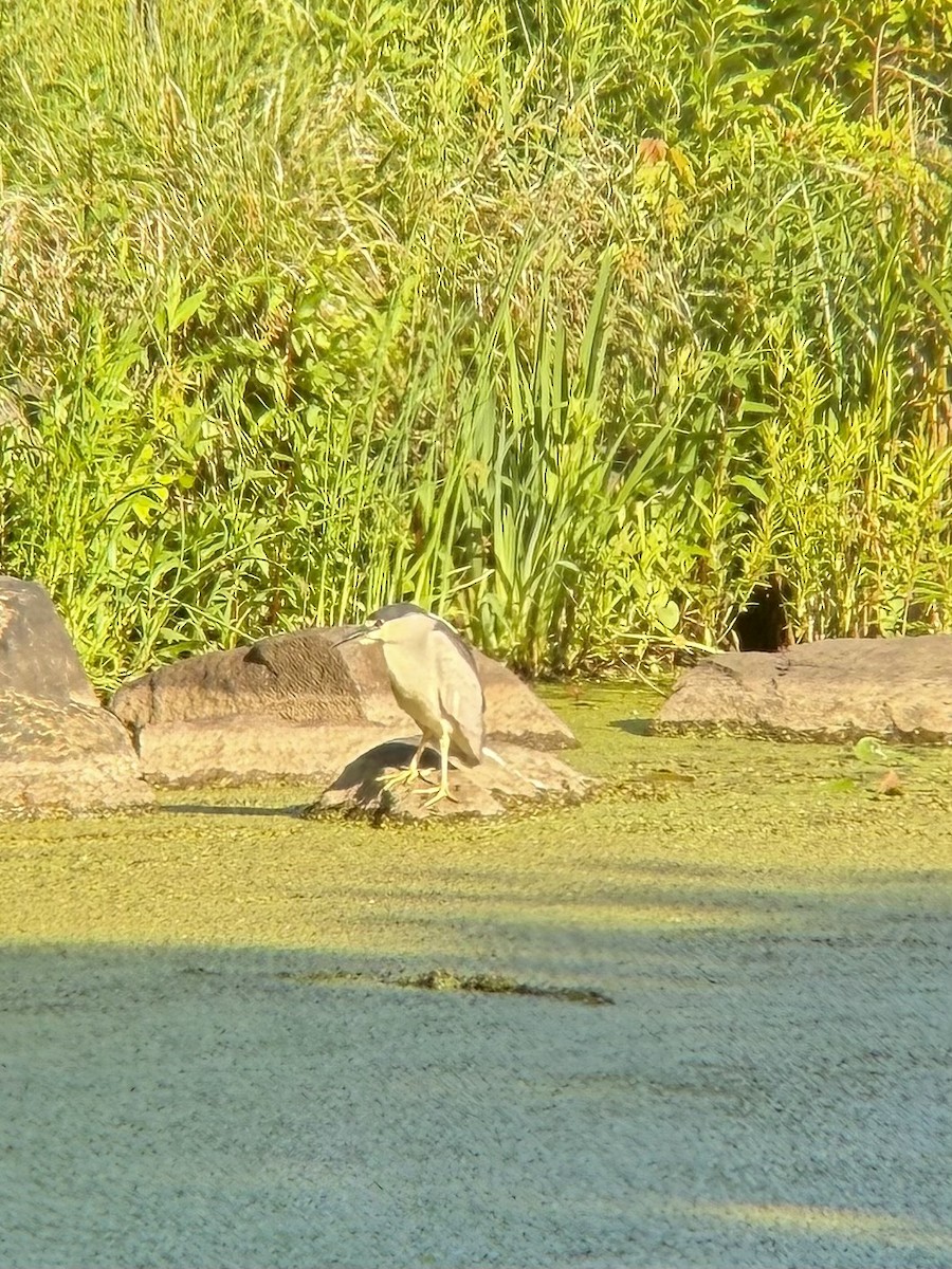 Black-crowned Night Heron - ML658718493