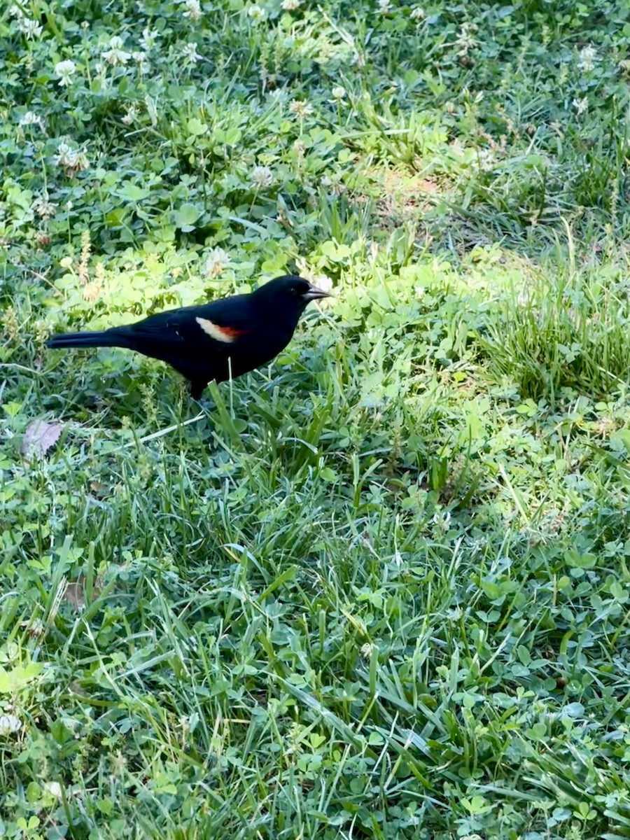 Red-winged Blackbird - ML658718530