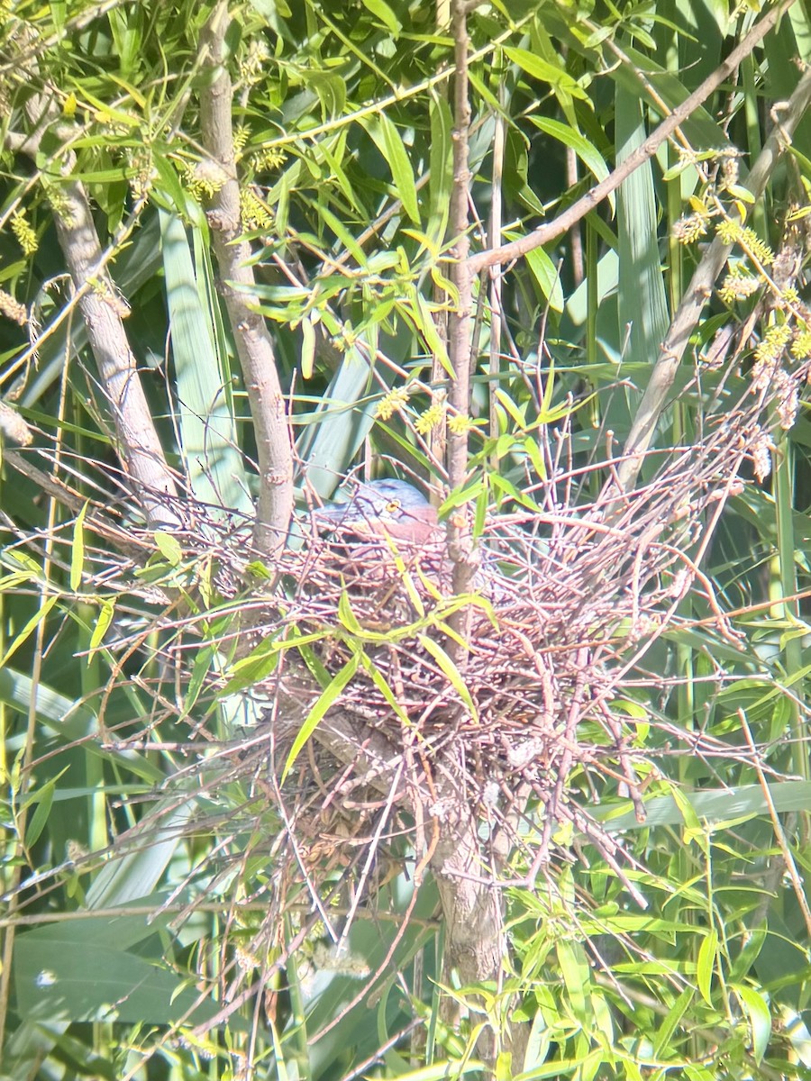 Green Heron - ML658718723