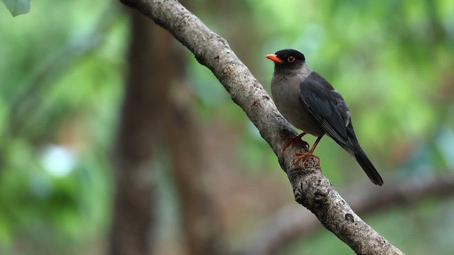 Indian Blackbird - ML658719808