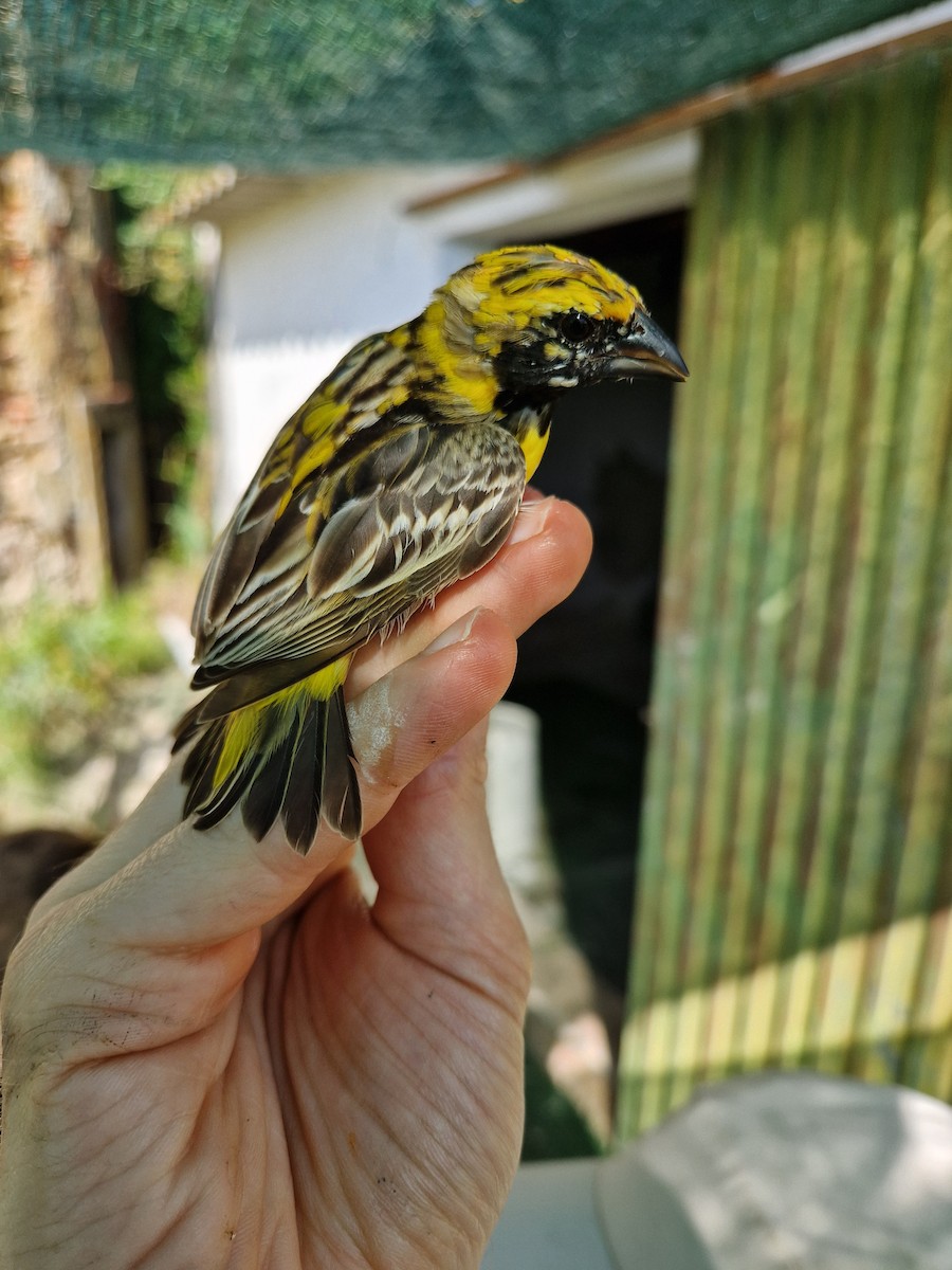 Yellow-crowned Bishop - ML658719831