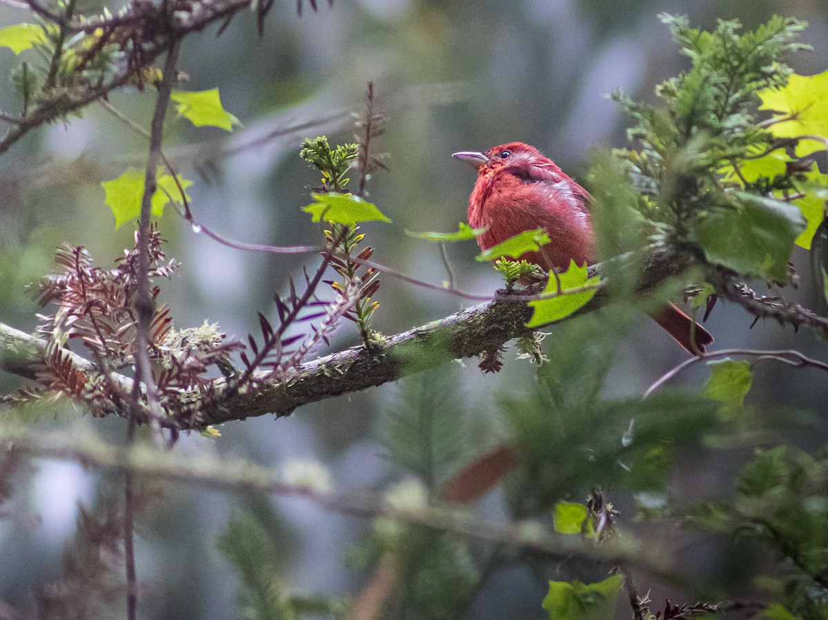 Summer Tanager - ML658720168