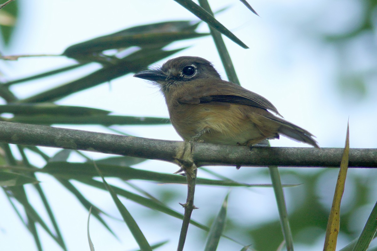 Rusty-breasted Nunlet - ML65872101