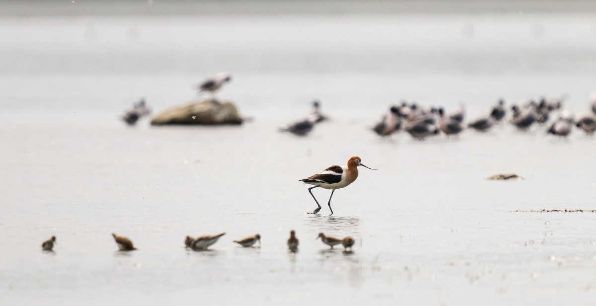 American Avocet - ML658721860