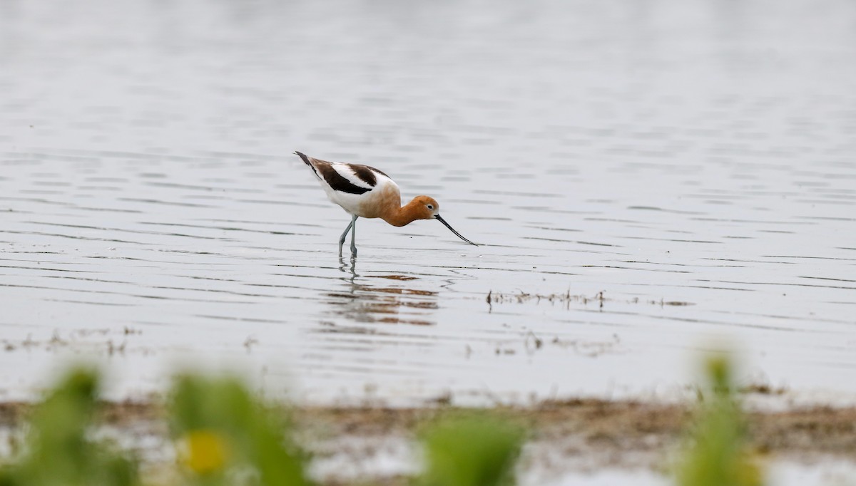 American Avocet - ML658721865