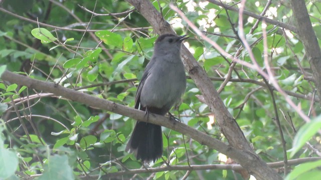Katzenspottdrossel - ML658723748