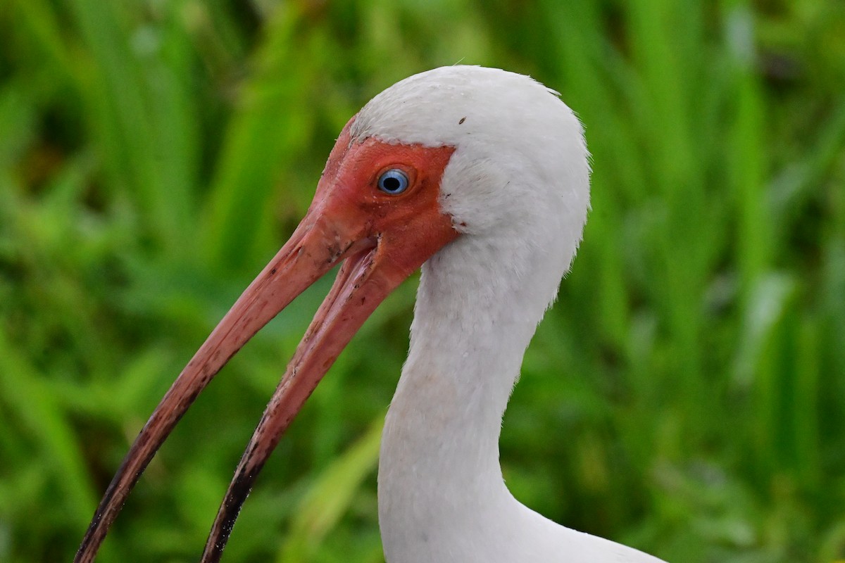 White Ibis - ML658731193