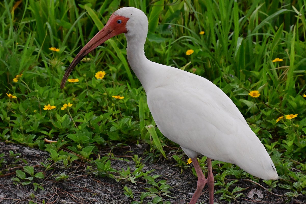 White Ibis - ML658731257