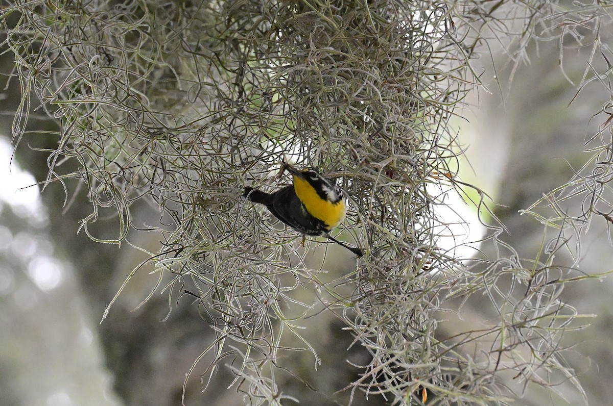Yellow-throated Warbler - ML658731309
