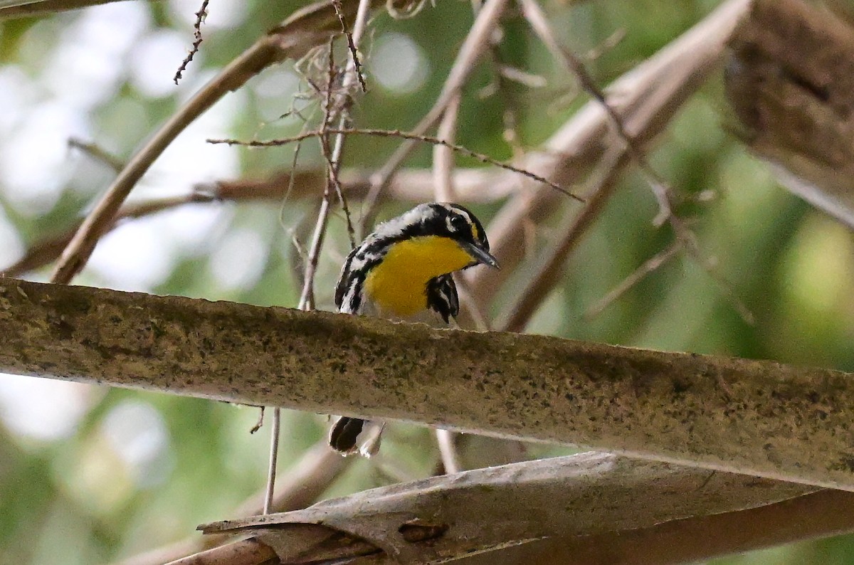 Yellow-throated Warbler - ML658731433