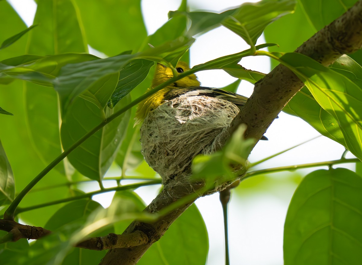 ヒメコノハドリ - ML658731601