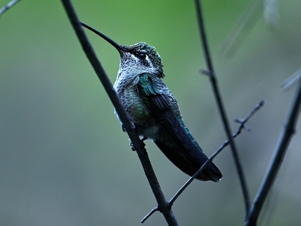 Rivoli's Hummingbird - ML658733357