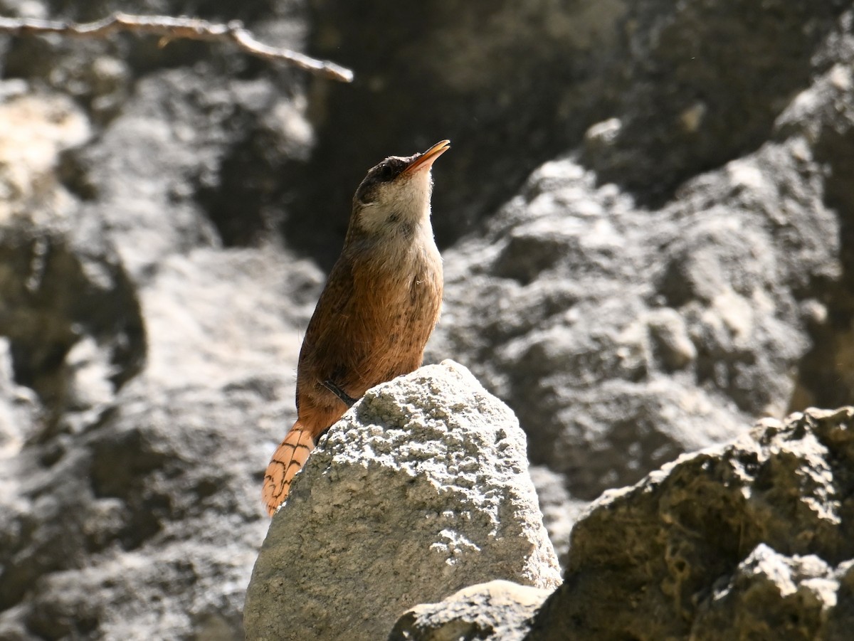 Canyon Wren - ML658733392