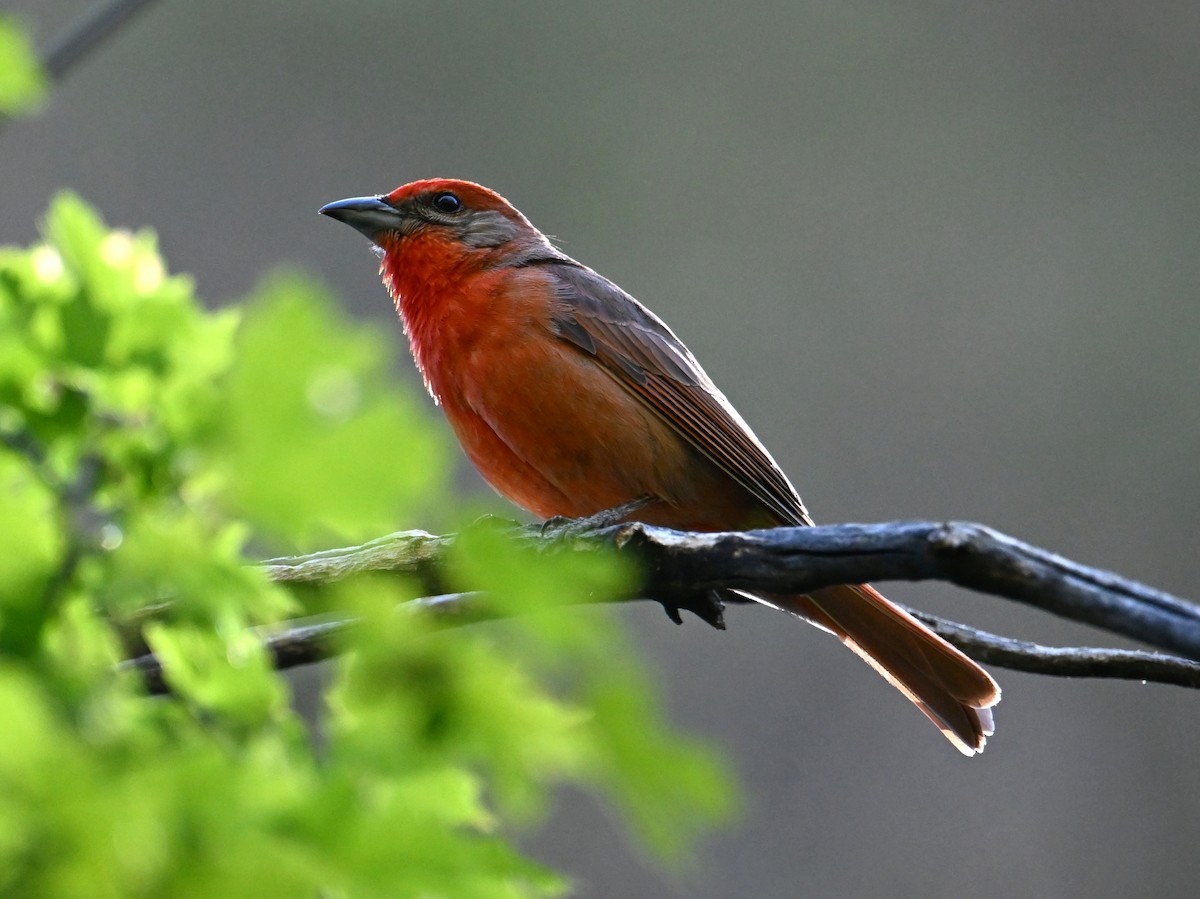 Hepatic Tanager - ML658733423