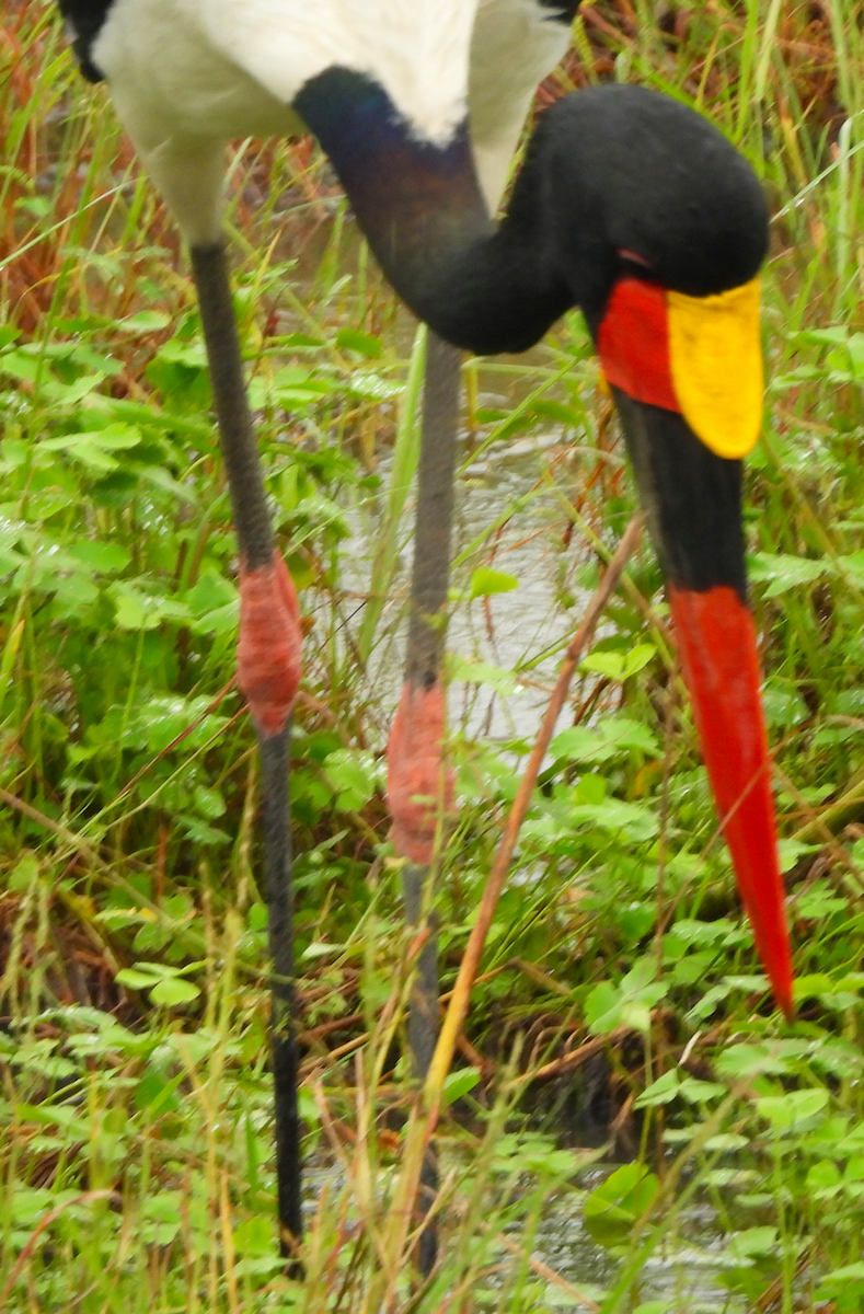 Saddle-billed Stork - ML658734828