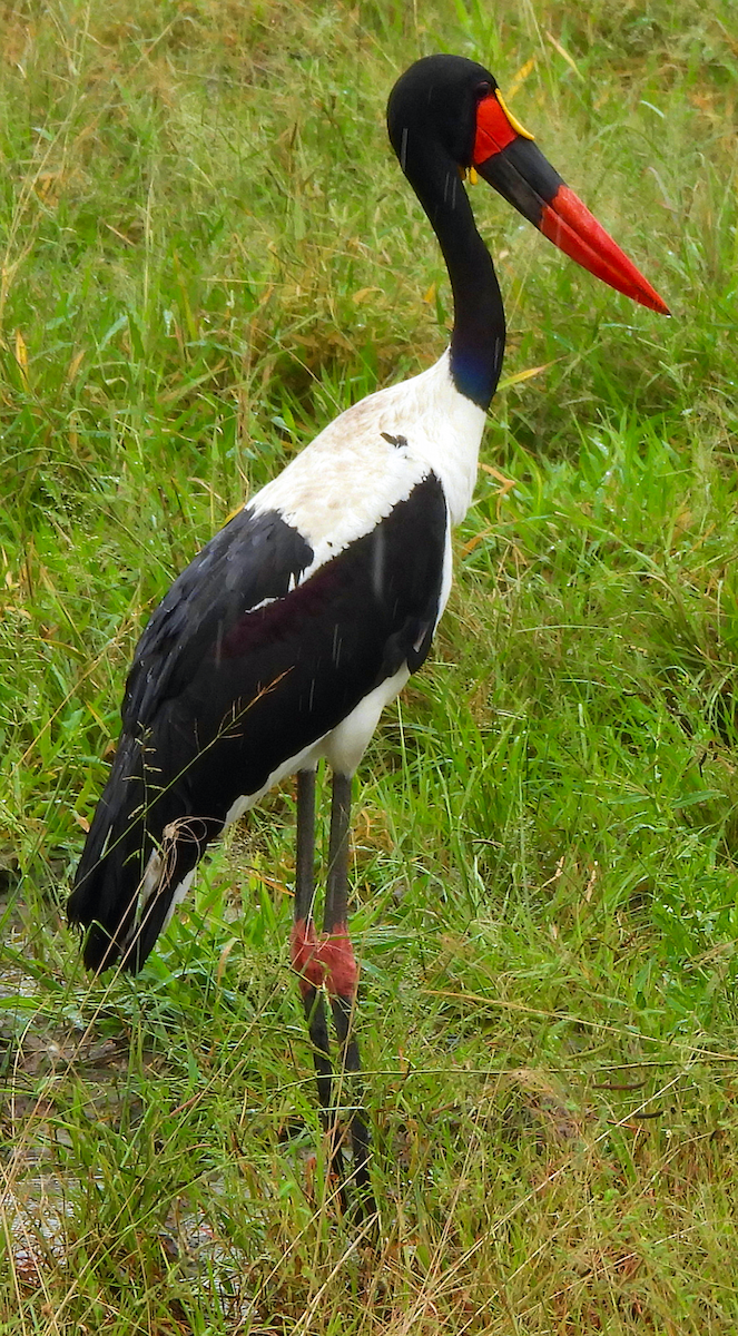Saddle-billed Stork - ML658734830